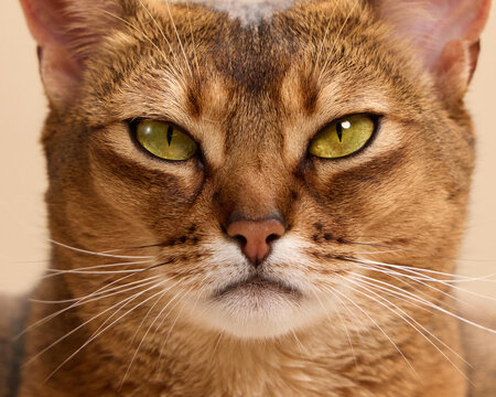 Abyssinian cat's face is shown in extreme closeup, highlighting its intense eyes and fine fur texture. The symmetrical facial features are captured in studio lighting.
