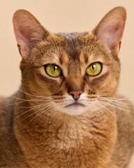 Naklejka premium A close portrait of an Abyssinian cat facing forward with a neutral expression. The image highlights the feline's facial symmetry and fine coat against a beige backdrop.