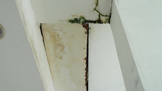 Structural Damage and Water Leakage on Concrete Ceiling with Algae Growth