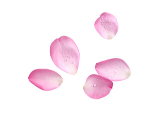 pink rose petals on transparent background