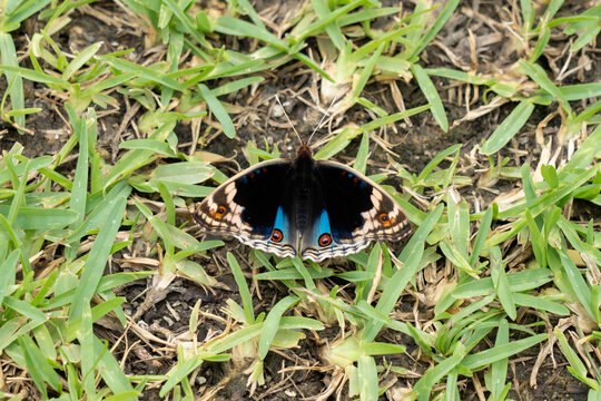 芝生の上で翅を開いて休むアオタテハモドキ
Junonia orithya
Blue Pansy