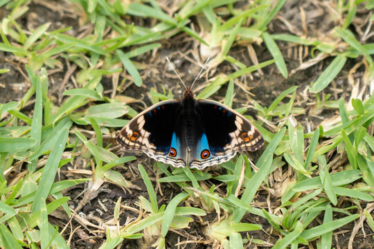 芝生の上で翅を開いて休むアオタテハモドキ
Junonia orithya
Blue Pansy