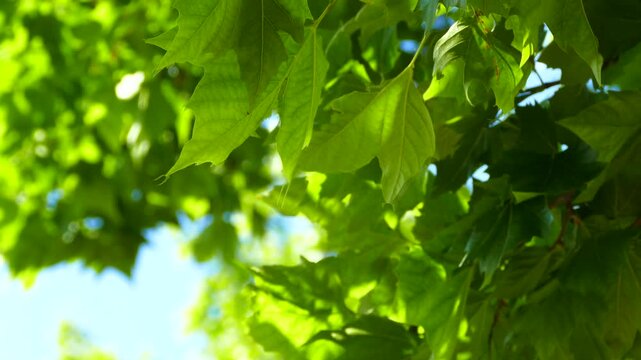 新緑のマロニエと空の雲