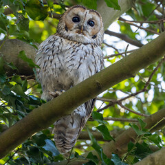 Obraz premium The Tawny owl in a natural surrounding.