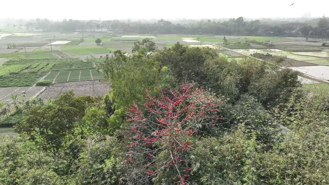 Cinematic 4K drone motion footage flying over a blooming red silk cotton (simul) tree with rural farmland and tropical landscape in the background.