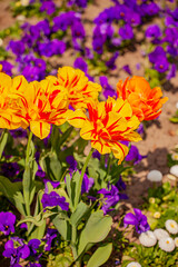 Obraz premium Colorful tulips and vibrant violets dance in the spring sunlight at a blooming garden
