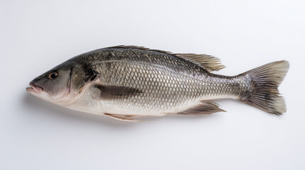 Obraz premium seabass. A fresh sea bass isolated on white, highlighting its texture and freshness in a simple composition. menu design.