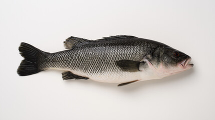 Obraz premium seabass. A fresh sea bass isolated on white, highlighting its texture and freshness in a simple composition. menu design.