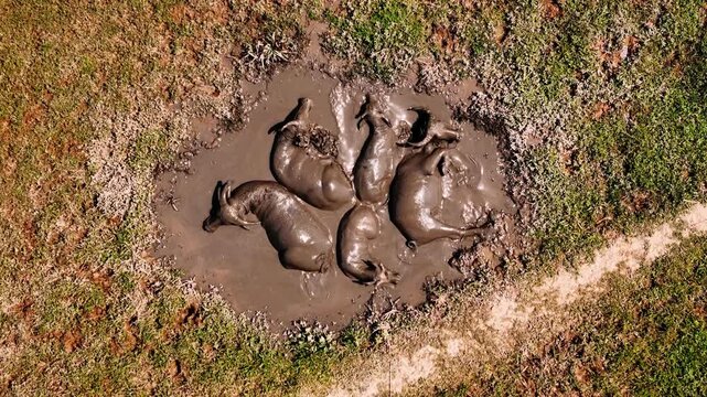 Asian water buffalo in a mud puddle cooling down in vietnam countryside, Aerial view