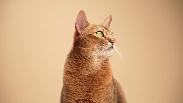 The cat neck is stretched as it looks to the side. Its ears and posture are alert and steady.