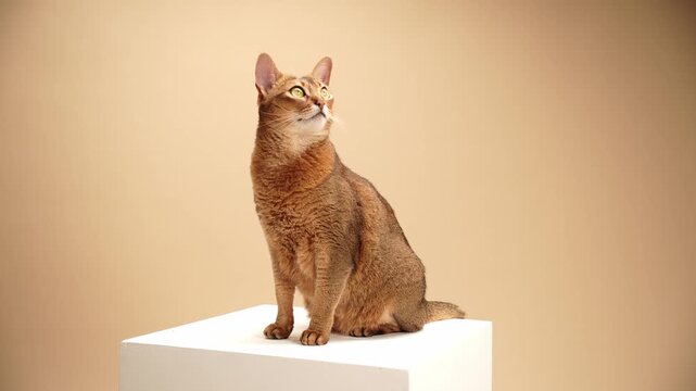 Abyssinian cat perches calmly on a cube, glancing to the left. The neutral backdrop emphasizes its posture and grace.