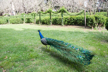 Indian peacock in the park, in motion, dynamics