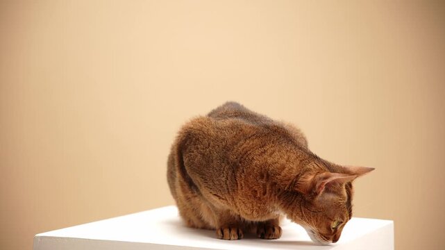 Abyssinian cat curls into a compact shape on a white block. It looks to the left calmly with ears up.