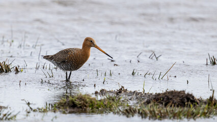 The Black Tailed Godwit the National bird of the Netherlands