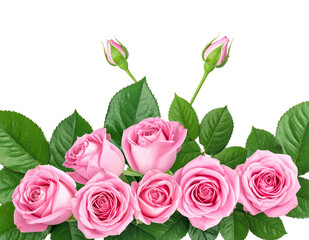 Fototapeta premium Beautiful pink roses with lush green leaves on transparent background