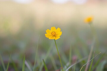 A small yellow flower in a field of green grass
