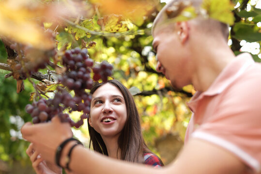 Couple interacting and smiling while harvesting ripe grapes at a vineyard during autumn, enjoying agricultural activity together outdoors