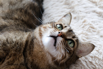 portrait of a cat © Anastasiia