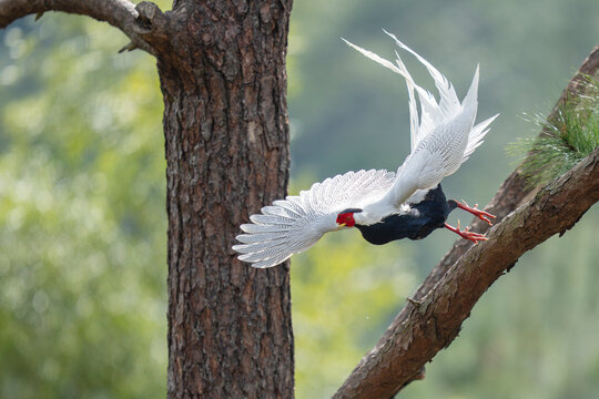 Silver pheasant in a tree