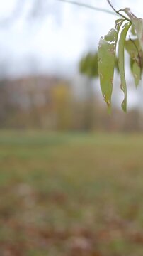 UFO Series - A UFO in a Blurry Field Shoots Off Camera - Vertical.
