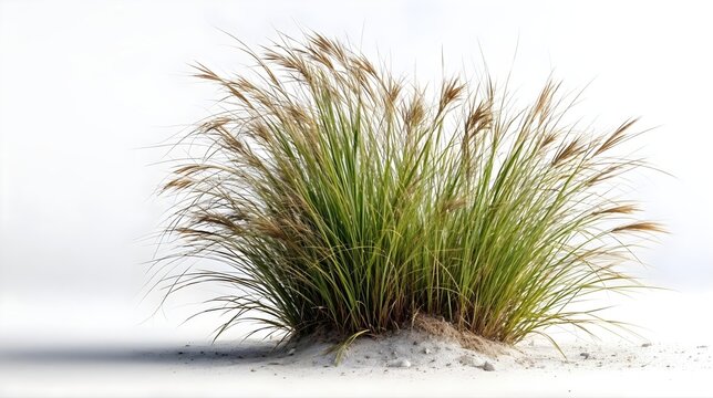 Touffe d'herbe sauvage aux brins dor&eacute;s poussant dans le sable blanc