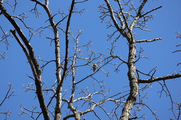 Obraz premium Dead trees waiting for spring