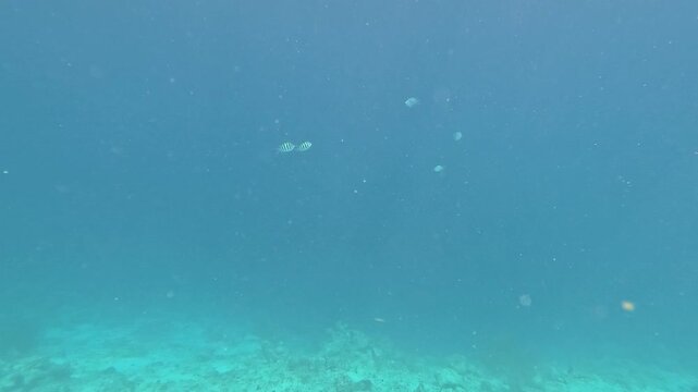 Zebra-Striped Fish Swimming in Deep Blue Ocean from Coral Reef Perspective