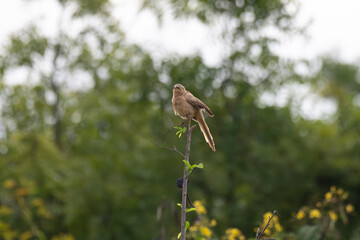 A Jungle Babbler resting on a slender vertical branch with background of creamy green bokeh that make out the subject stand out with blurred background.
