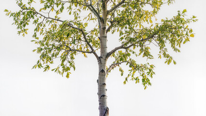 Fototapeta premium Birch Tree with Autumn Leaves Against Bright Sky