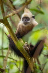 Fototapeta premium White-headed langur in a tree