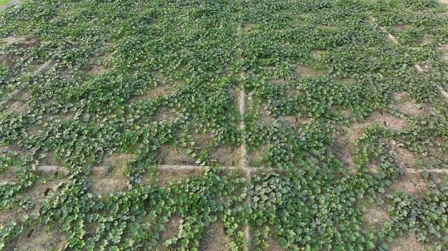Drone rising from vegetable farm field to top aerial view showing bottle gourd plantation agriculture landscape 4K