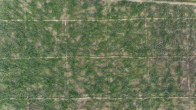Drone descending over green bottle gourd farm field aerial agriculture pattern landscape 4K