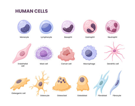 Vector illustration depicting human cells