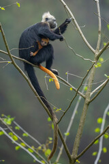Obraz premium White-headed langur with young in a tree with green leaves