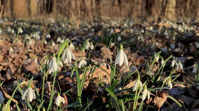Blossoming spring forest with snowdrops (Galanthus nivalis) in the sunset glow