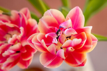 Still life Tulip Close-up