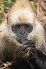 Naklejka premium White-headed langur close up portrait