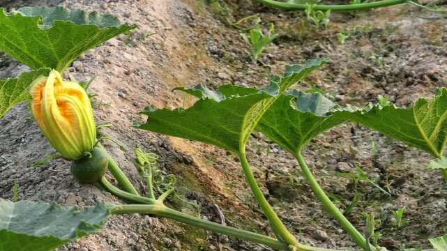 Side pan close up of bottle gourd flower and young fruit growing on vine in vegetable farm 4K