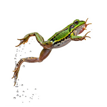 Green frog jumping with water droplets isolated on a transparent PNG background