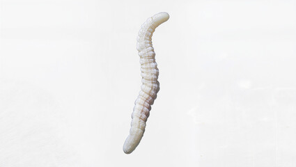 Close-up of a White Larva on a Bright Background