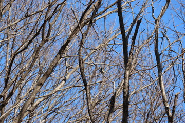 A landscape with a single tit © Mt. Cape