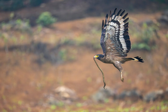 Crested Serpent Eagle with snake prey