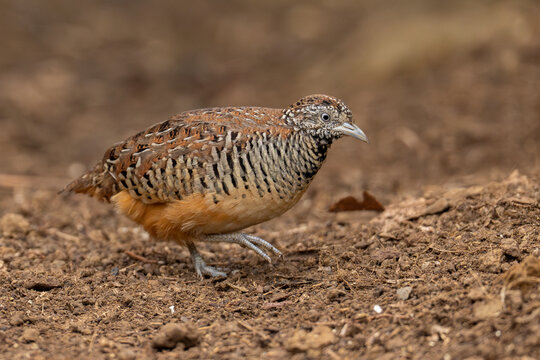 Barred buttonquail or common bustard-quail on the ground