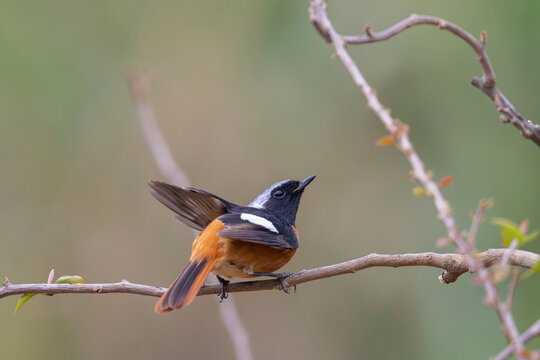 Daurian redstart