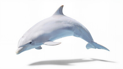 Obraz premium Graceful Dolphin Arching Mid-Air on White Background