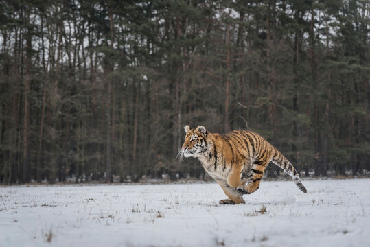 Young Siberian tiger hunting in snow