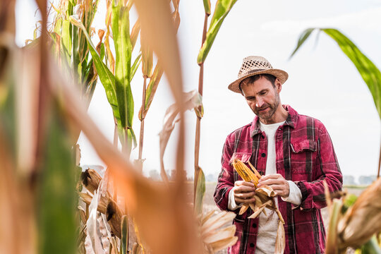 Farmer on field examining corn cob