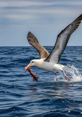 Large seabird lifts off the dark ocean surface clutching a freshly caught cephalopod in its beak.