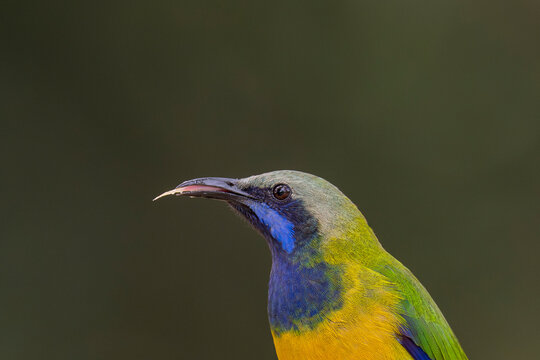 Orange-bellied leafbird male close up