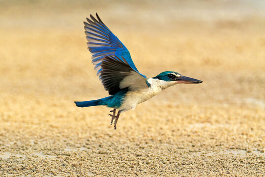 Halsbandliest jagt Krabben am Strand in Thailand